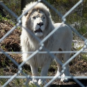 Neptune, die sagmoedige wit leeumannetjie by Panthera Africa met die bynaam van â€œSkapieâ€